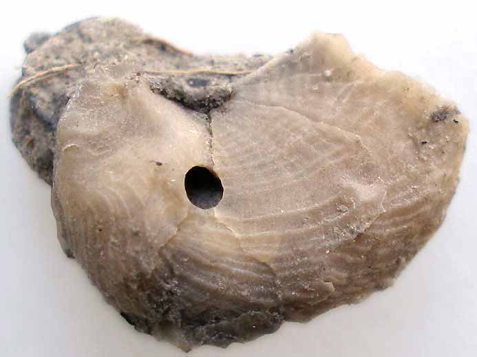 ichnofossile: biorosion de coquille fossile du jurassique Boulonnais